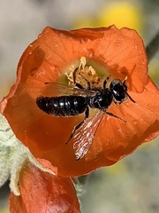 Calliopsis subalpina