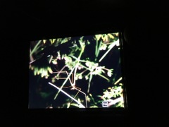 Apterobittacus apterus