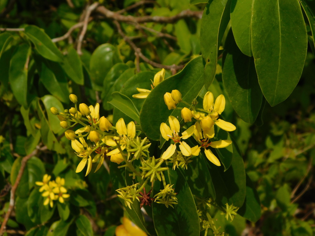 Australian goldvine (Tristellateia australasiae)