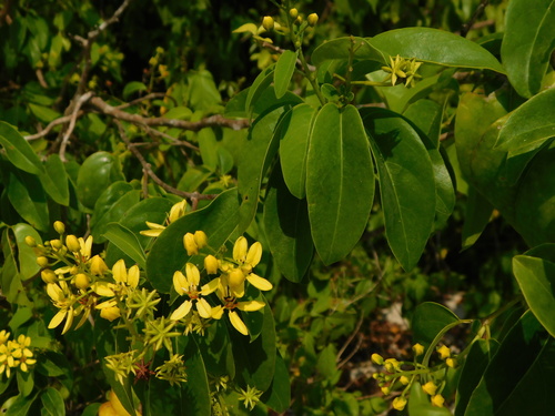 Tristellateia australasiae