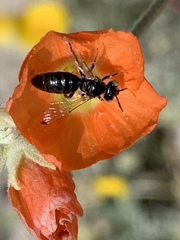 Calliopsis subalpina