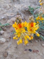 Hoffmannseggia repens