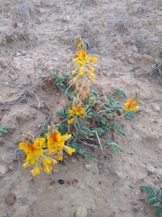 Hoffmannseggia repens