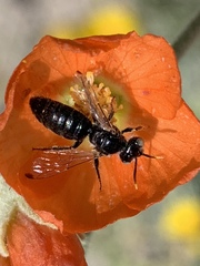 Calliopsis subalpina