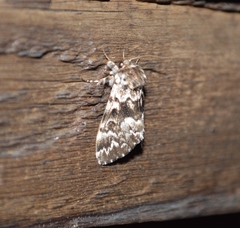 Panthea acronyctoides