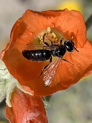 Calliopsis subalpina
