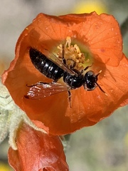 Calliopsis subalpina