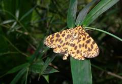 Epobeidia tigrata tigrata