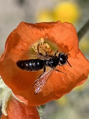 Calliopsis subalpina