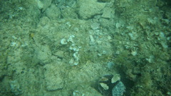 Padina pavonica