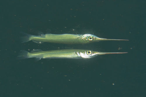Estuarine halfbeak (Zenarchopterus dispar) — Zenarchopteridae — 3