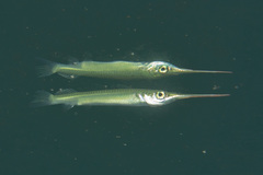 Zenarchopterus dispar