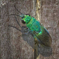 Chrysis smaragdula