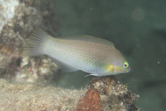 Halichoeres chloropterus