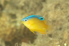 Pomacentrus simsiang