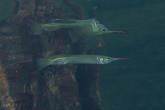 Zenarchopterus dispar