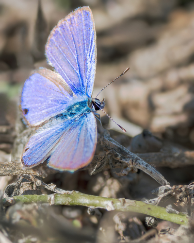 Ceraunus Blue, Okaloosa County, FL, USA, photo 10 of 10