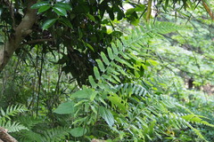 Microlepia marginata