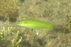 Halichoeres chloropterus