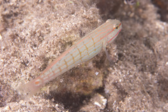 Amblygobius decussatus