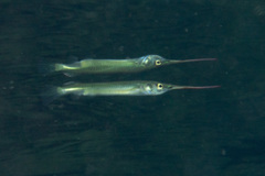 Zenarchopterus dispar