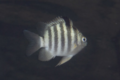 Abudefduf septemfasciatus