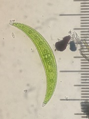 Closterium moniliferum