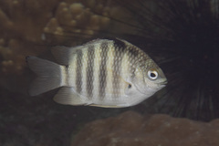 Abudefduf septemfasciatus