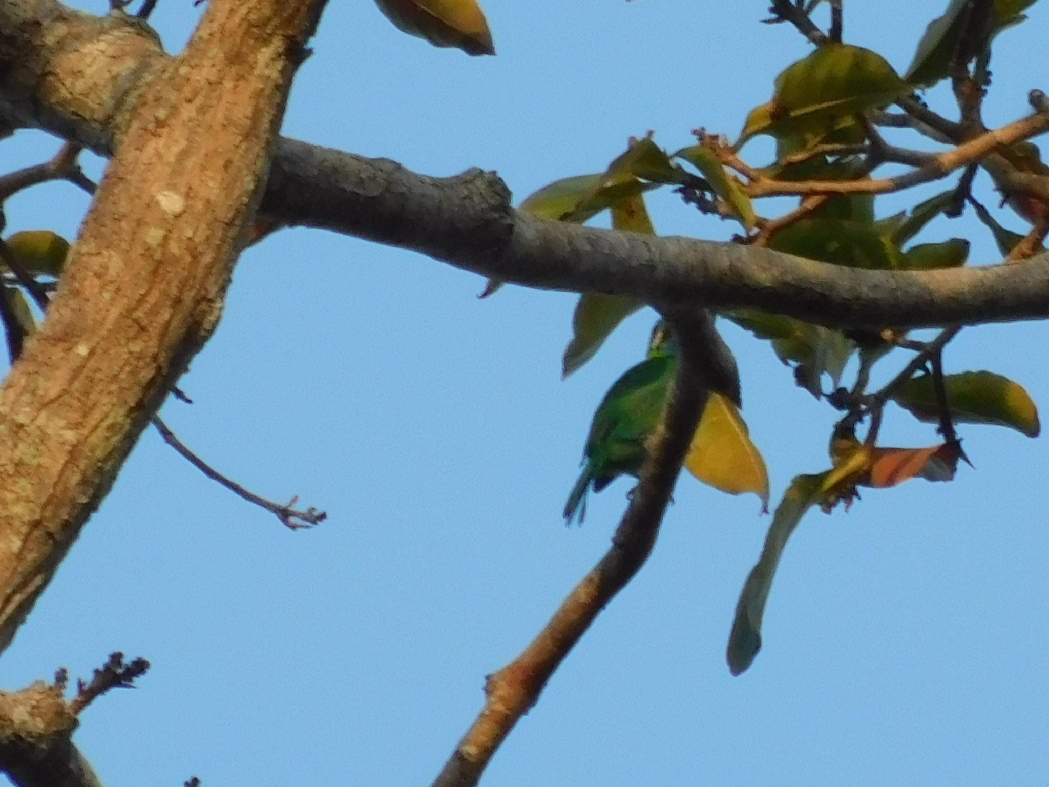 Yellow-eared Barbet (Psilopogon australis), photo 2