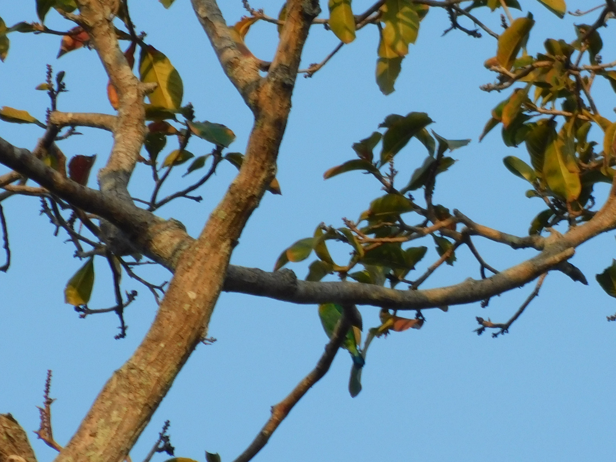 Yellow-eared Barbet (Psilopogon australis), photo 3