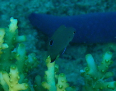 Fiji Damselfish photo 4