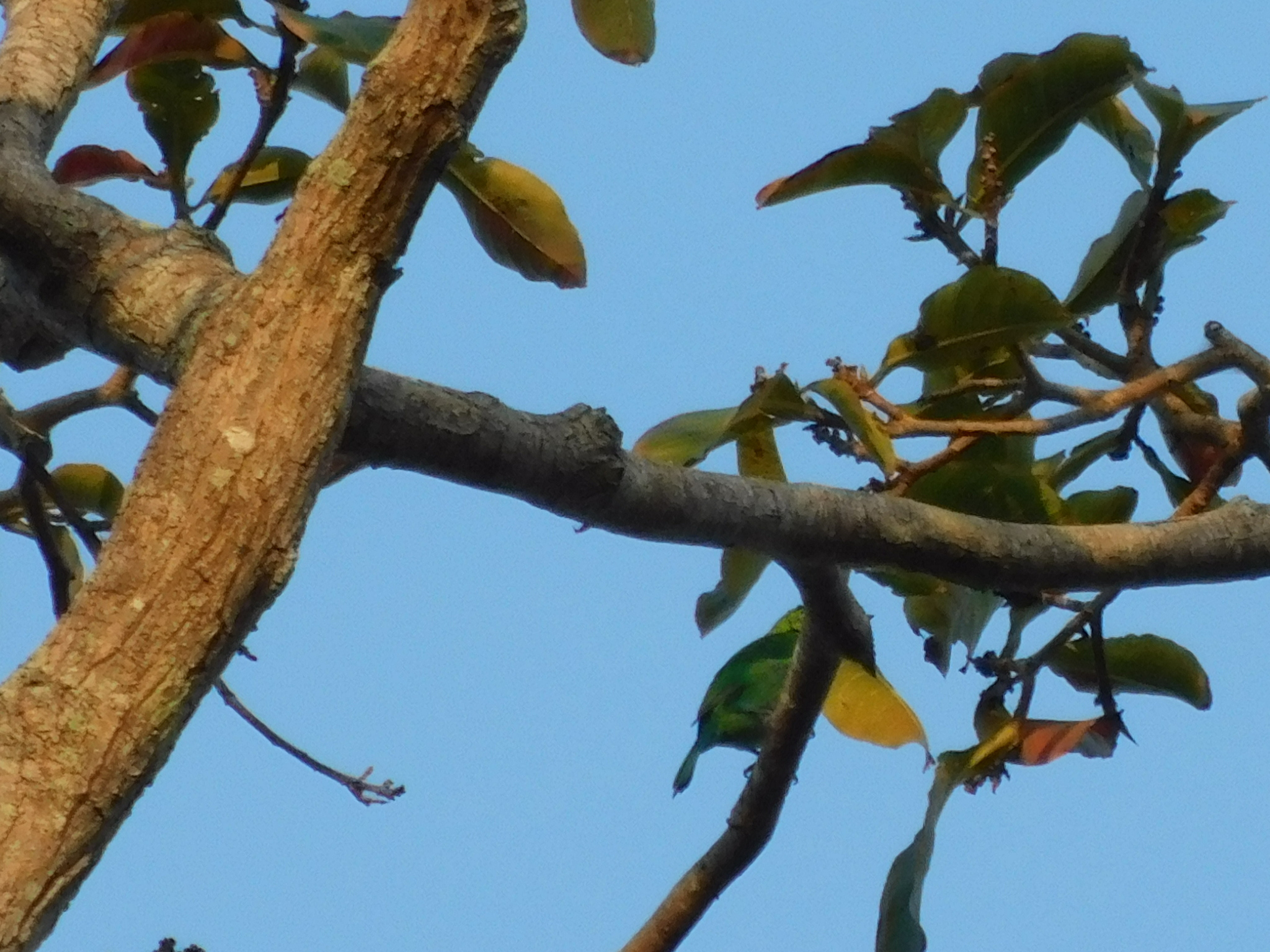 Yellow-eared Barbet (Psilopogon australis), photo 4