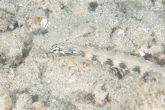 Corythoichthys flavofasciatus