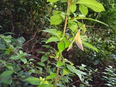 Marmessoidea