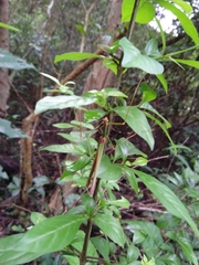 Marmessoidea