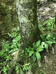 Primula meadia