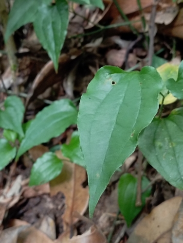 Smilax sieboldii