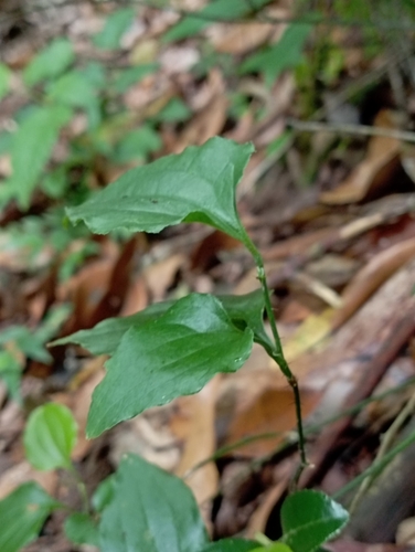 Smilax sieboldii, photograph 2
