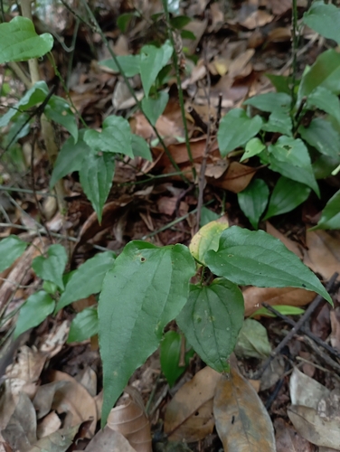 Smilax sieboldii, photograph 3