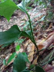 Smilax sieboldii, photograph (c) jimmy, some rights reserved (CC BY)