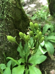 Primula meadia