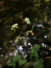 Primula meadia
