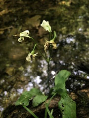 Primula meadia