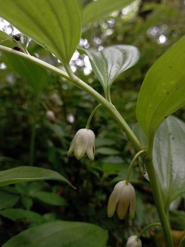 Image of Disporopsis pernyi by (c) jimmy, some rights reserved (CC BY)