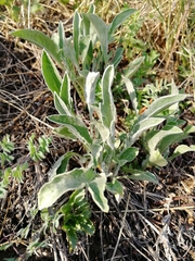 Psephellus sibiricus