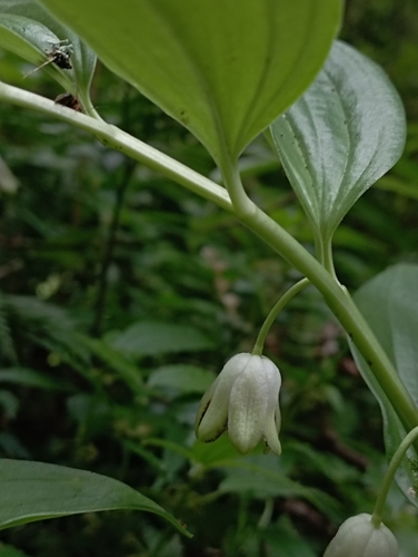 Image of Disporopsis pernyi by (c) jimmy, some rights reserved (CC BY)