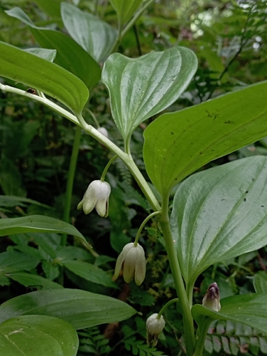 Image of Disporopsis pernyi by (c) jimmy, some rights reserved (CC BY)