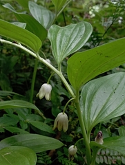 Disporopsis pernyi, photograph (c) jimmy, some rights reserved (CC BY)