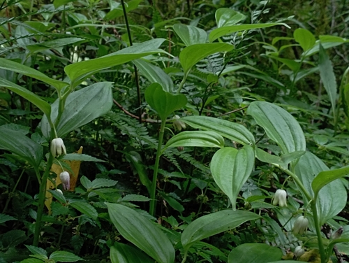 Image of Evergreen Solomon's Seal (Disporopsis pernyi) by (c) jimmy, some rights reserved (CC BY)