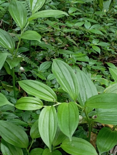 Image of Evergreen Solomon's Seal (Disporopsis pernyi) by (c) jimmy, some rights reserved (CC BY)